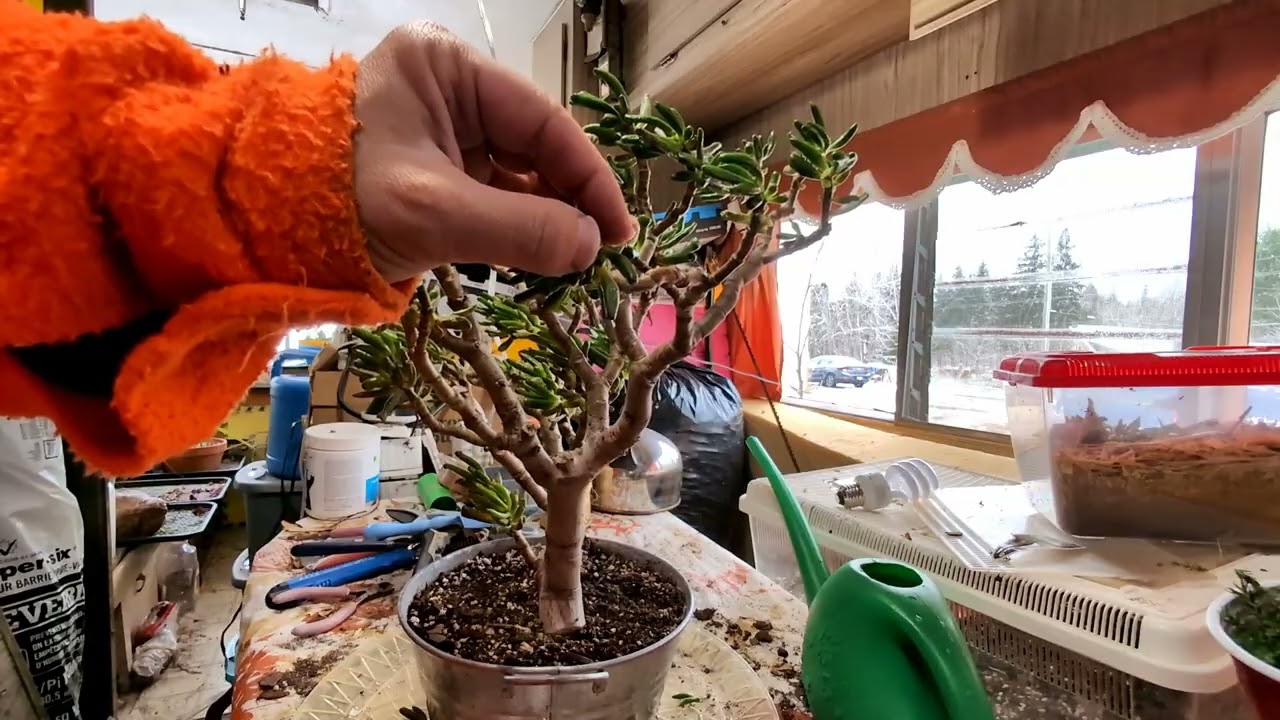 Nigel Gollum Jade - Part One, the trim