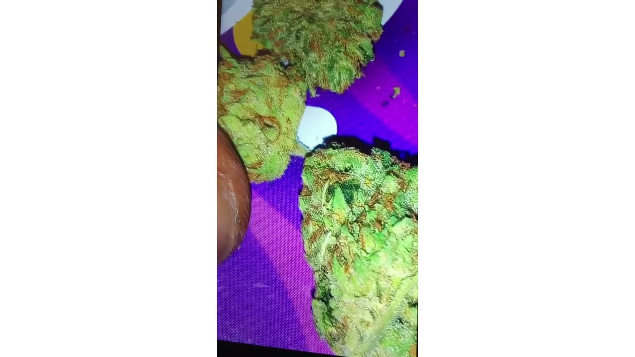 kush sorbet Strain Review ( Smk Brk 420 )