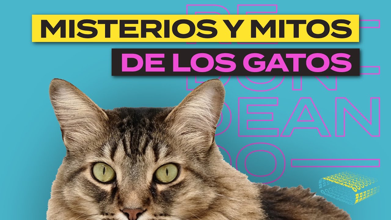 Misterios y Mitos de los Gatos: La Verdad que te Sorprender&aacute; 🐱 | Redondeando YT