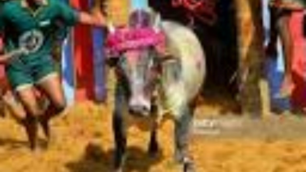 Jallikattu photos