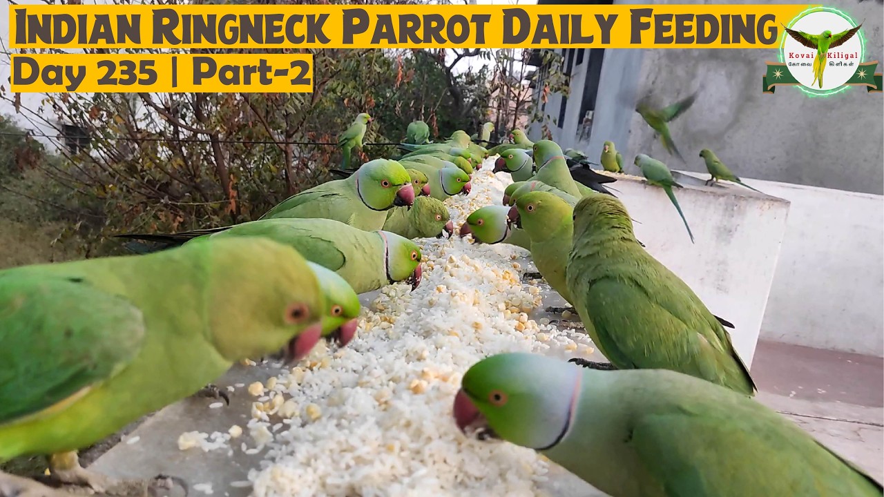 Indian Ringneck Parrot Daily Feeding Routine | Soaked Boiled Rice & Corn | Day 235 | Part-2