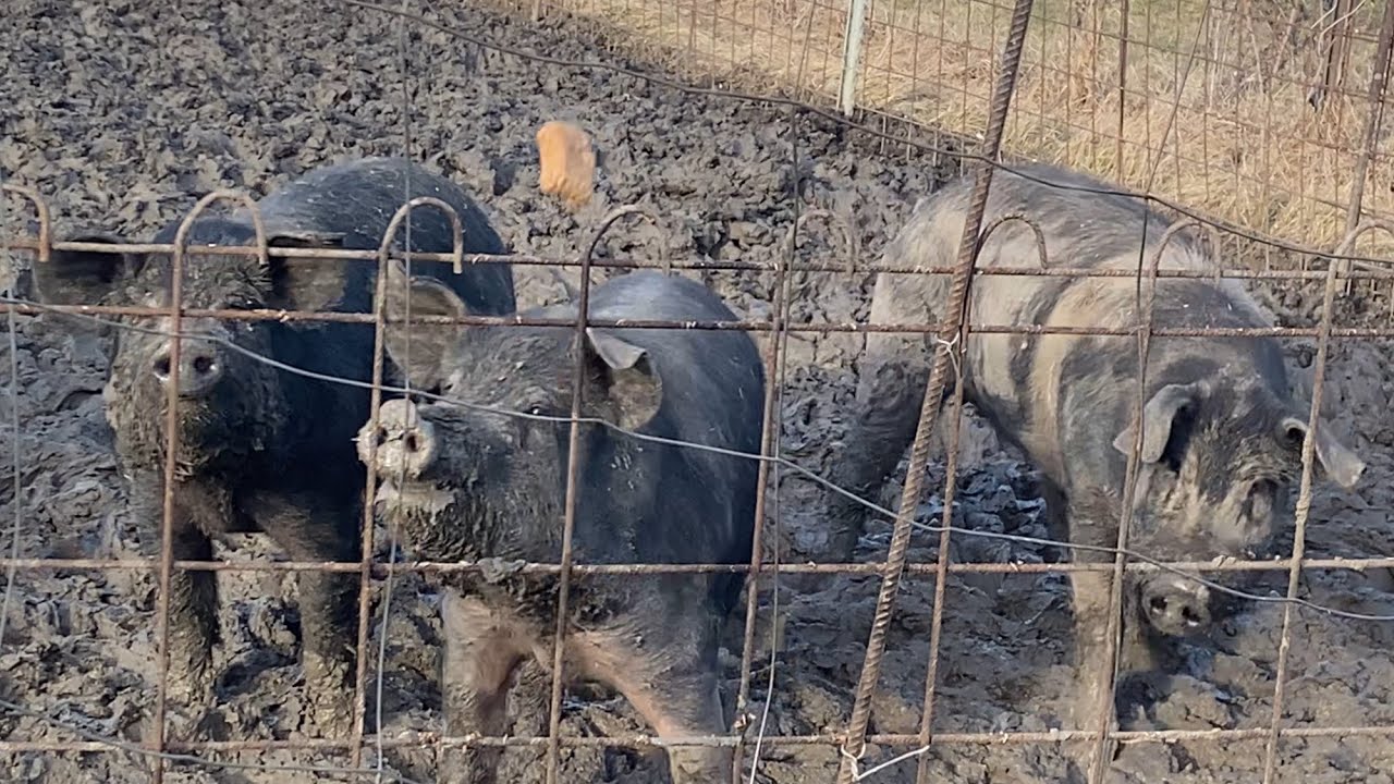 Schwein möchte man sein😁