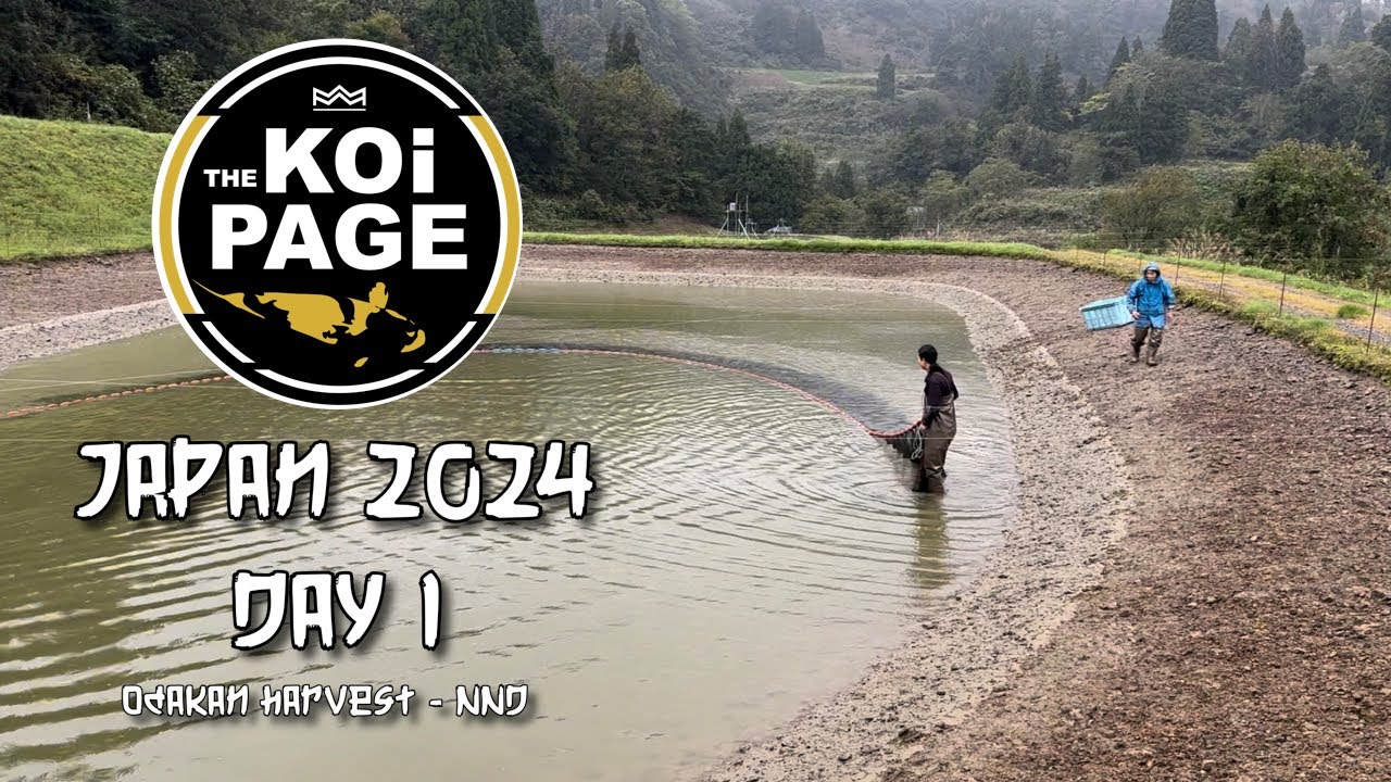 TheKoiPage | Japan Day 1 | Odakan Harvest & Eerste Aankoop | NND No1 Nisai van 2024 |