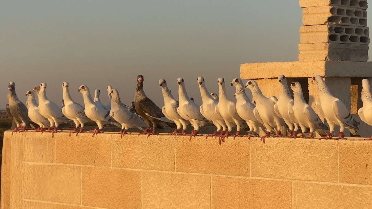 احلى ثلاث قطع حمام في سوريا😱 شاهد للنهاية