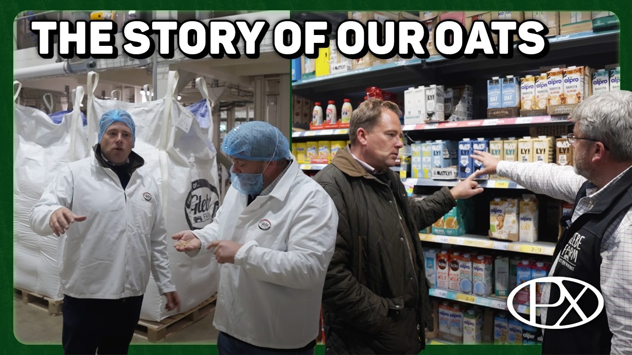 From Field to Shelf: How Our Oats Become Oat Milk for Supermarkets
