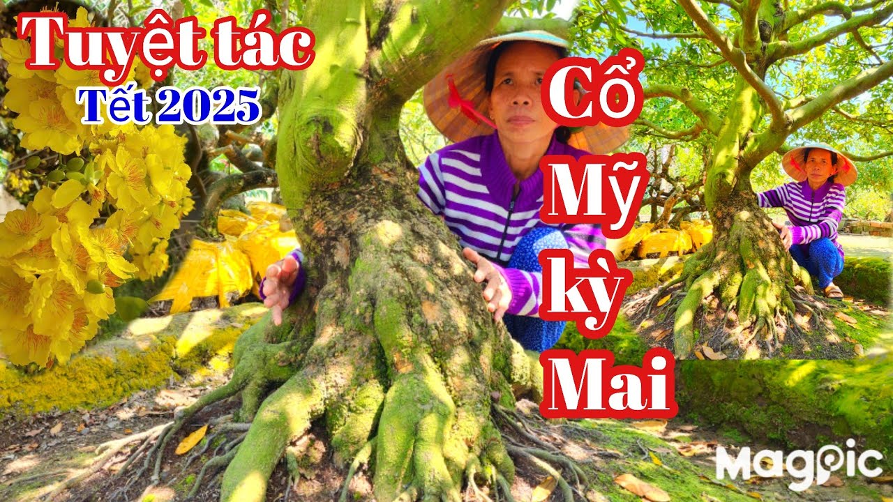 Cô 7 Zalo 👉 0977367106 💥Quá bất ngờ trước vẻ đẹp cụ mai xù cả xóm đều mê tại ĐT.