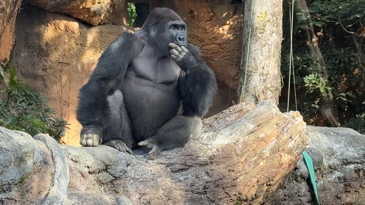 gorilla 今日はいつも以上に指しゃぶりのゲンタロウ【2026年‎1月15日】【上野動物園】ゴリラ💗