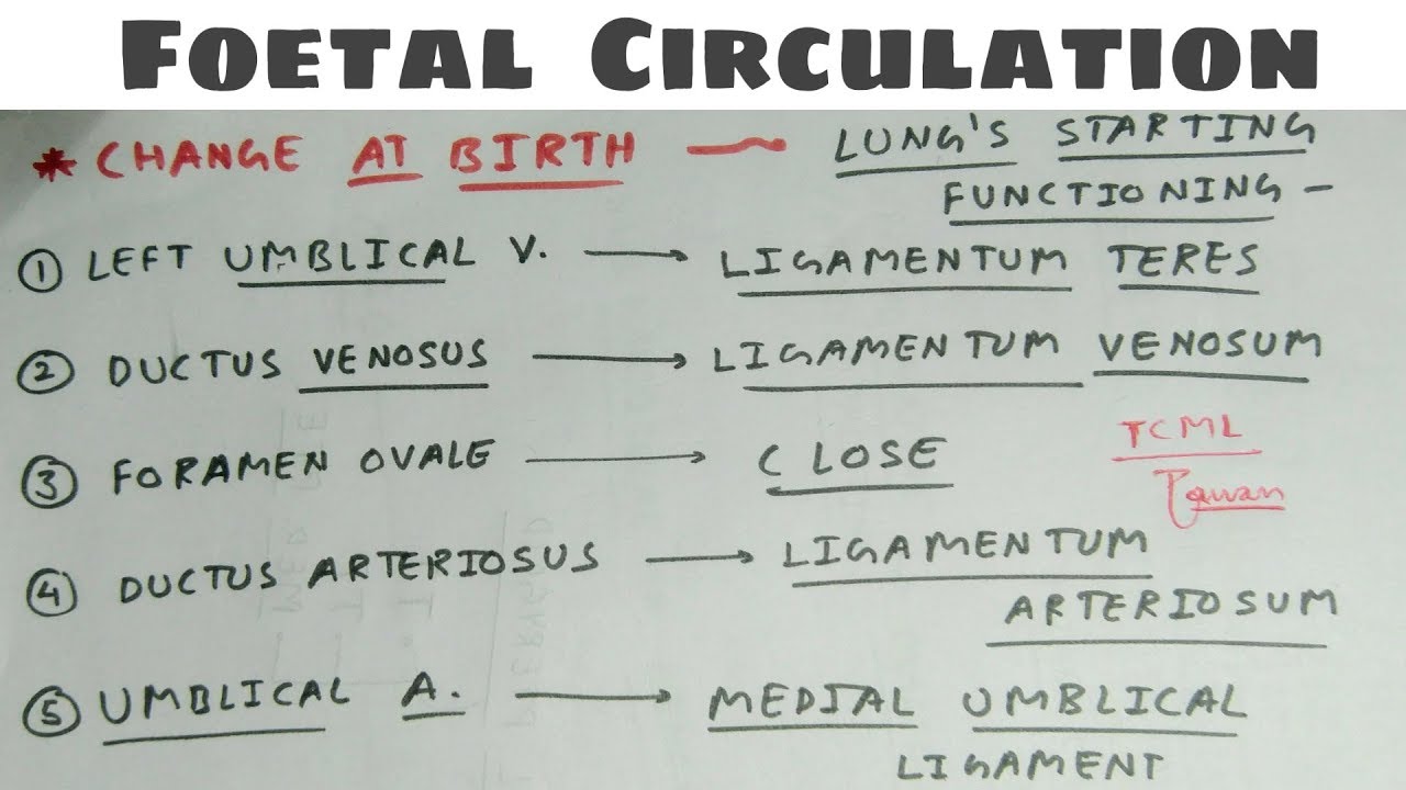 Fetal Circulation | Part 2 | Umblical Ligament, Ligamentum Teres | Embryology, Pediatrics | TCML