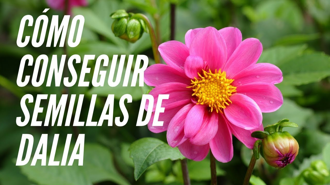 Como conseguir semillas de Dalia