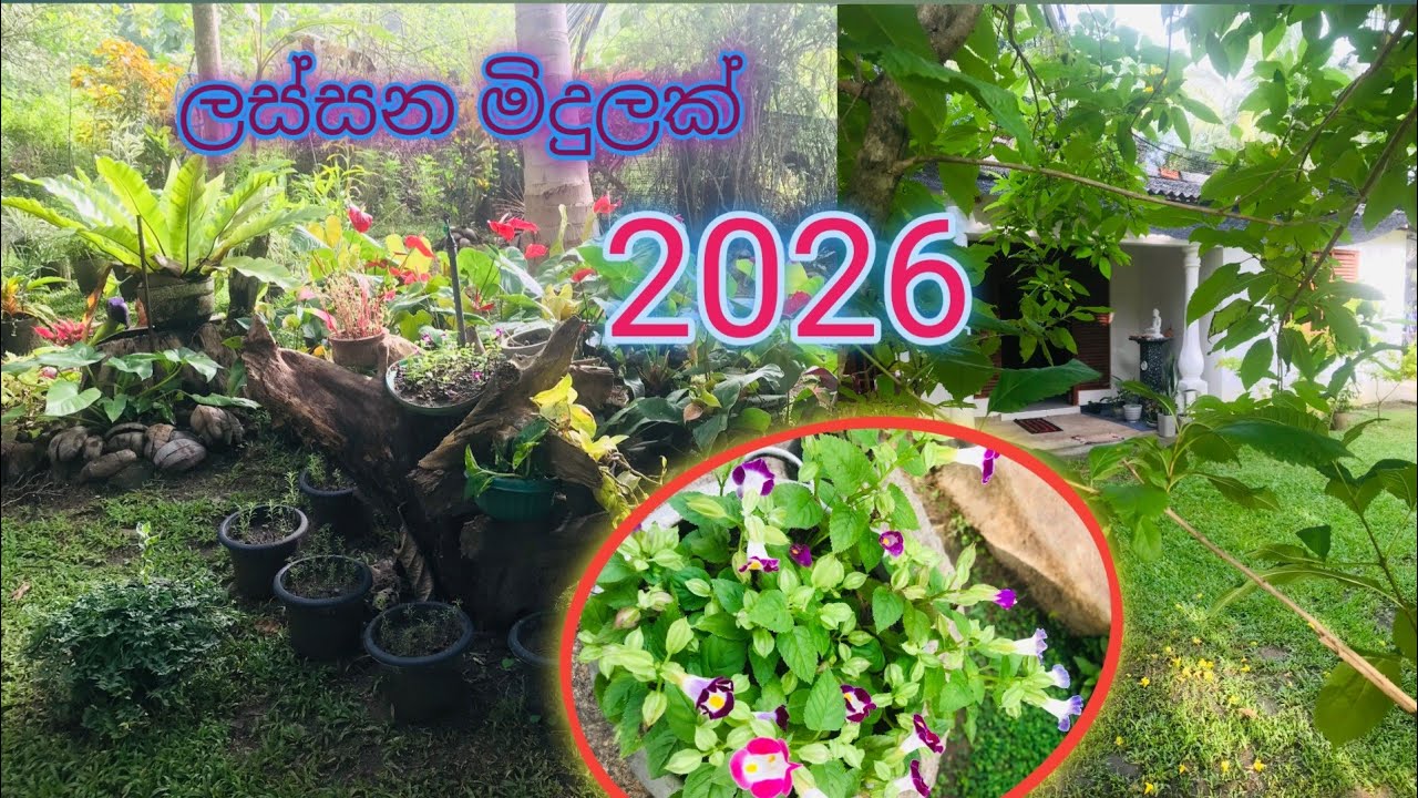 2026 අවුරුද්දට වෙනස් වුන අපේ මිදුල ❤️ #graden #yard #viral 