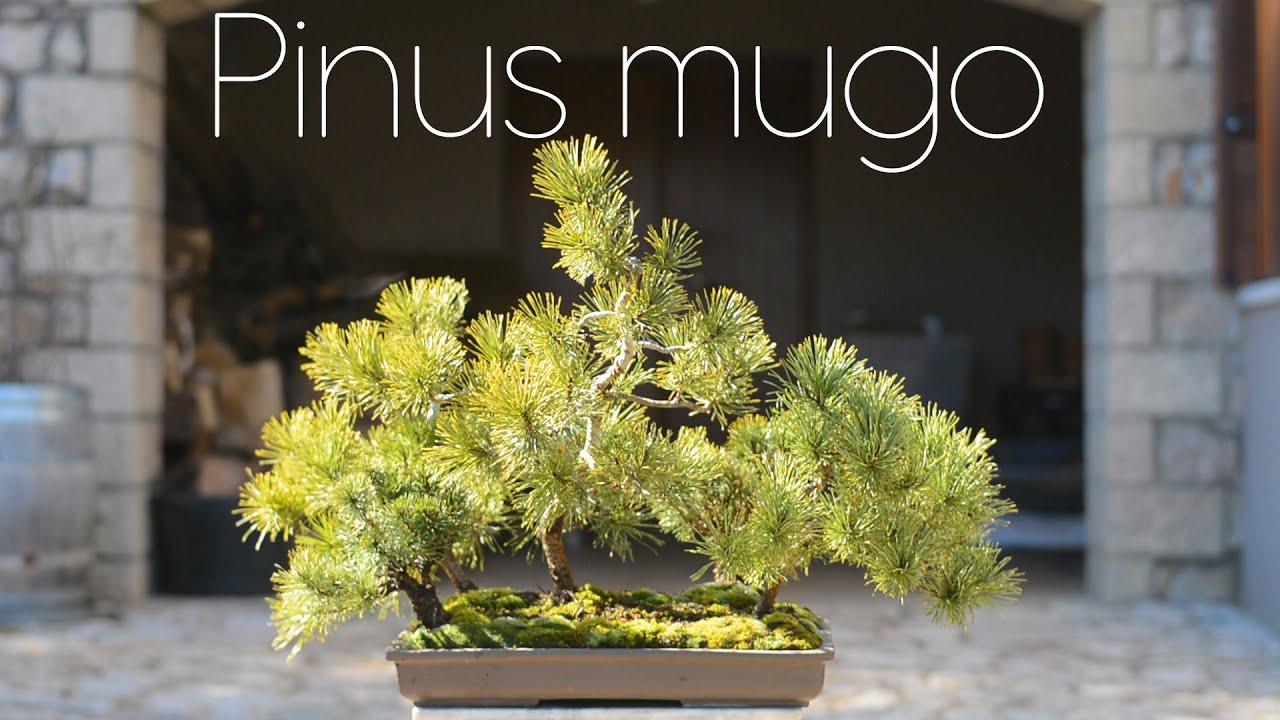 Pinus mugo Forest One Step Further - Arkefthos Bonsai