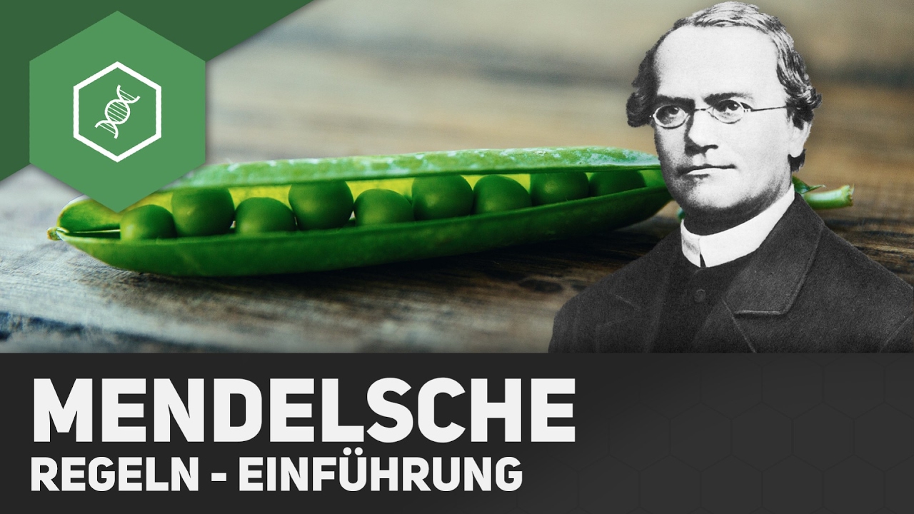 Mendel'sche Regeln - Einf&uuml;hrung