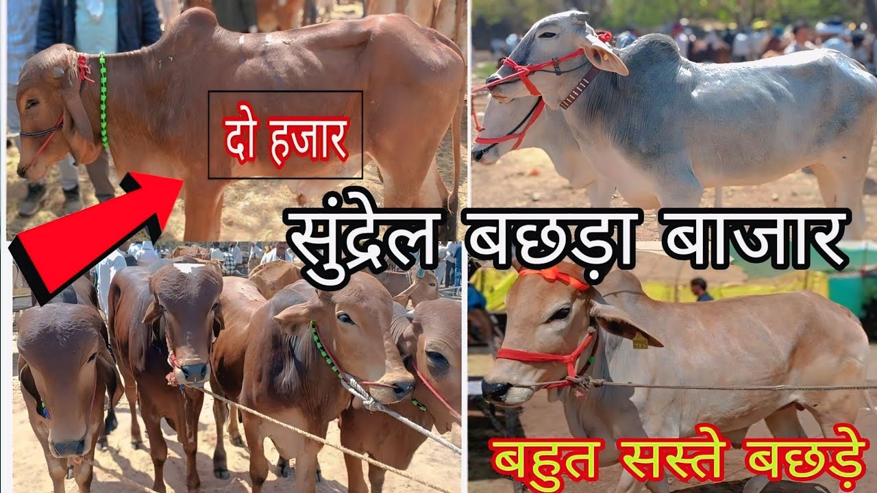#sundrel बछड़ा बाजार🔥! इतने शानदार बछड़े पहली बार देखे! देखिए बाजार का हाल ! #sundrel