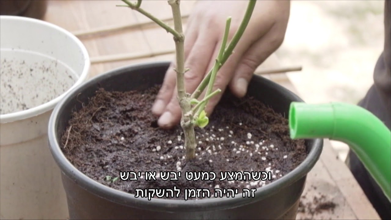 תהיו רגועים לפעמים זה באמת לא באשמתכם... כנסו למדריך להצלת צמחים ממזיקים,