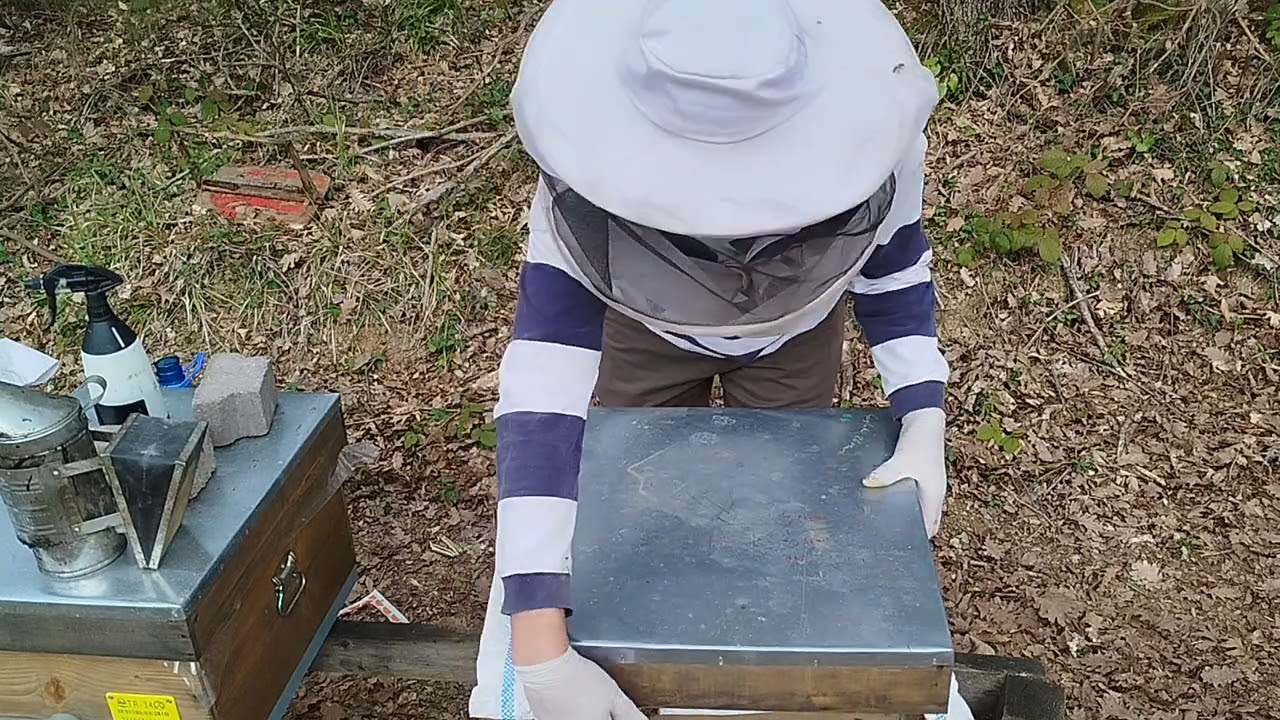 Arılığımdaki Dışardan Kovan Terki Gelen En Zayıf Arılar. 🐝🐝🐝🇹🇷🇹🇷🇹🇷