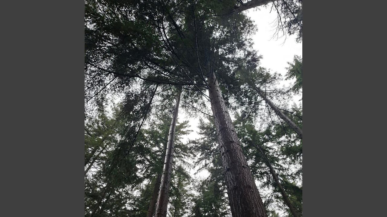 Mycorrhizal