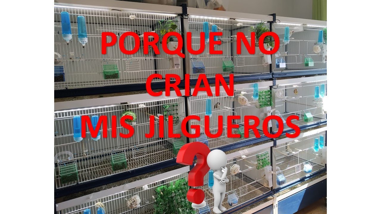 ¿Porque no crían mis Jilgueros?