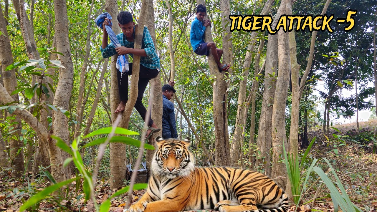 Tiger attack on village 3 boys in forest