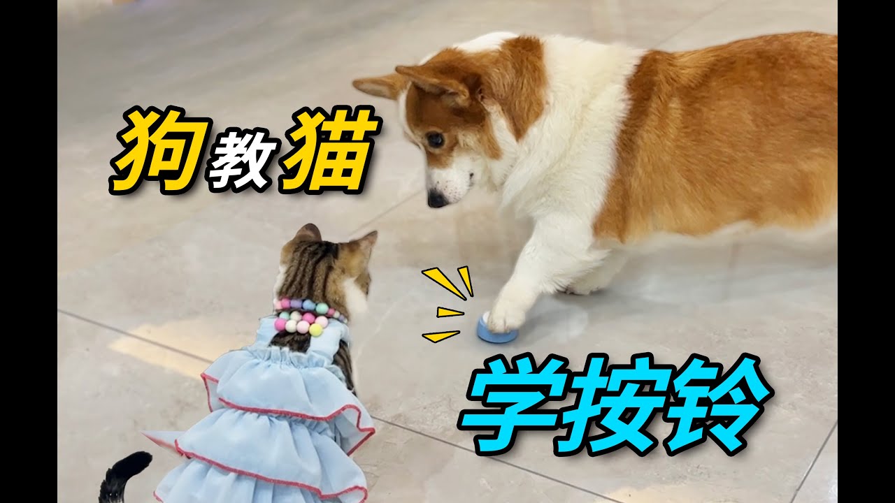 我家猫 学会按铃了，居然是狗教的