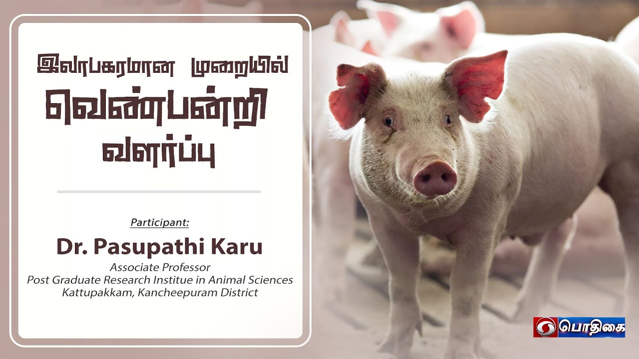🔴Live | இலாபகரமான முறையில் வெண்பன்றி வளர்ப்பு  | வேளாண் களம் | 11 - 04 - 2022