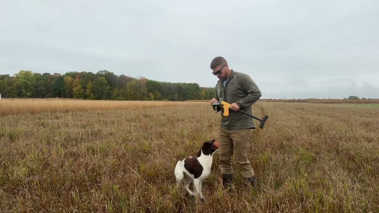 Tips on using a dummy launcher to make your dog into a better retriever