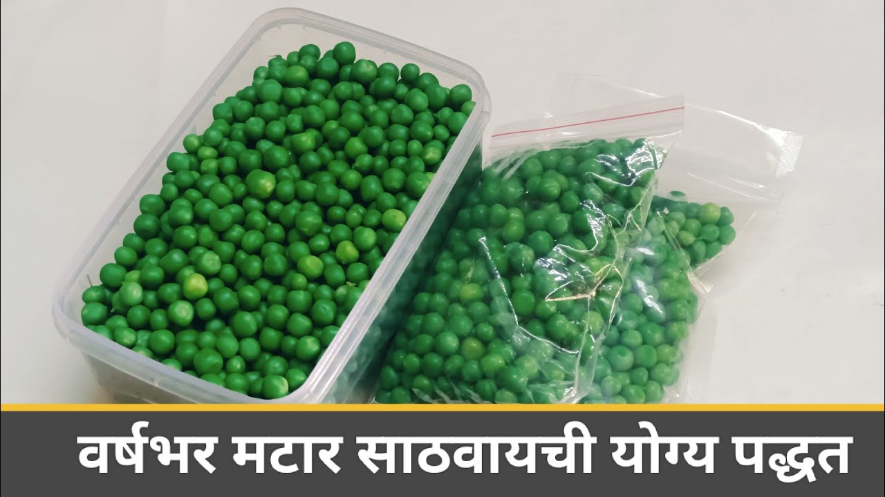 मटार वर्षभरासाठी साठवण्याची योग्य पद्धत  | How to Store Green peas for 1 year🫛 Frozen matar Fresh 