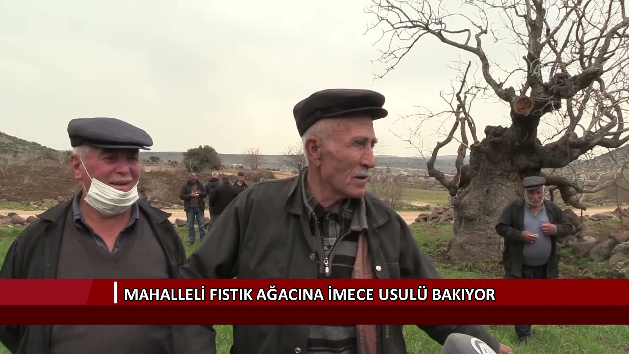 Mahalleli fıstık ağacına imece usulü bakıyor