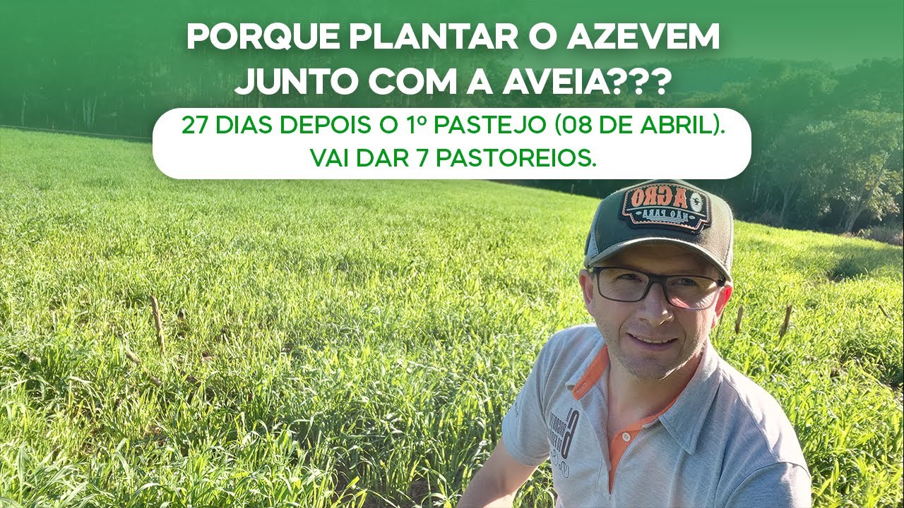 Porque plantar o azevem junto com a aveia??? 27 dias depois o 1º Pastejo, vai dar 7 pastoreios(v.98)