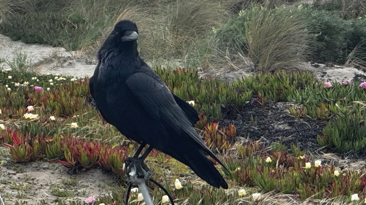 Ravens Ocean Beach Dunes #ravens #birds #corvids #nature #wildlife #oceanbeach #sanfrancisco #beach