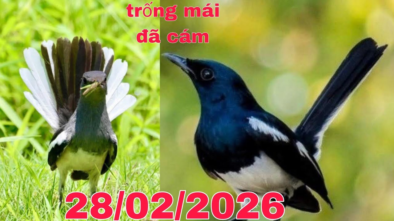 chòe than trống mái cám cứng bao tật lỗi ....