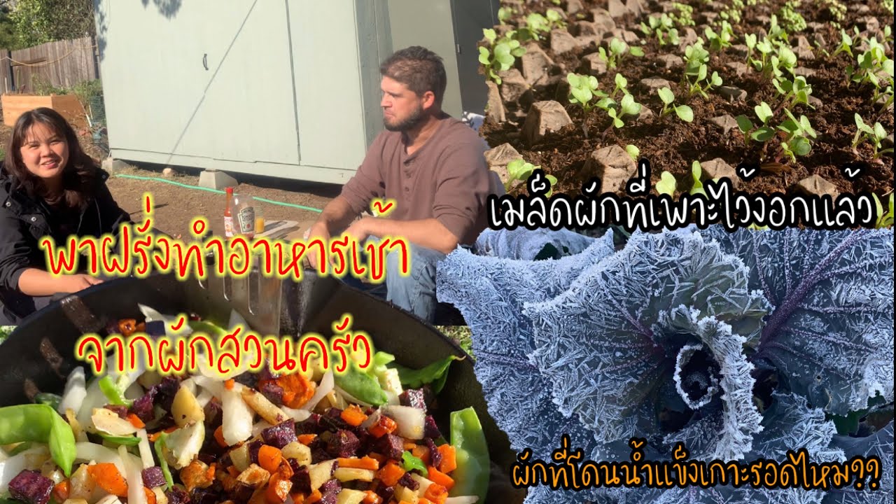 EP.36 Cooking breakfast in the backyard. พาฝรั่งทำอาหารเช้าจากผักสวนครัว เมล็ดผักที่เพาะเริ่มงอกแล้ว