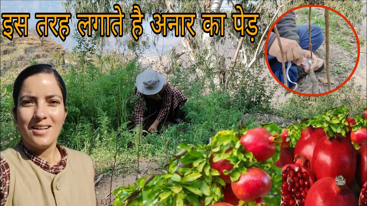 अनार के पेड़ को लगाने का तरीका बाकी पेड़ों से अलग || Plum के पेड़ में की ग्राफ्टिंग || Priti verma 