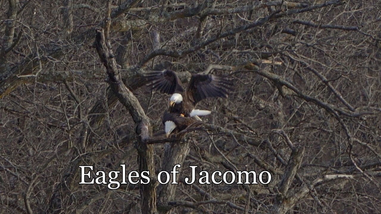 Eagles of Lake Jacomo