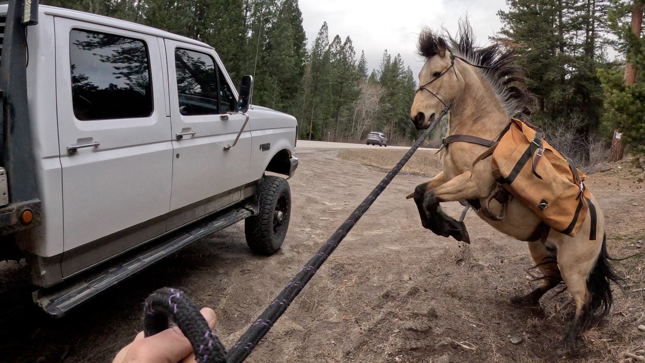 Wild Mustang Freaks out by Highway