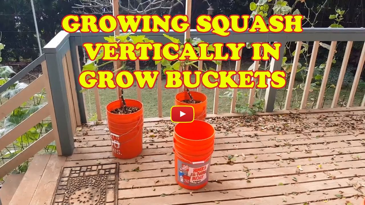 Growing Squash Vertically in Grow Buckets!