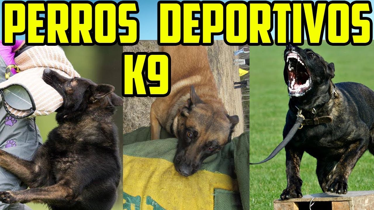 🏆 Los 3 deportes caninos de protección K9 más duros IPO vs Ring vs KNPV 💪