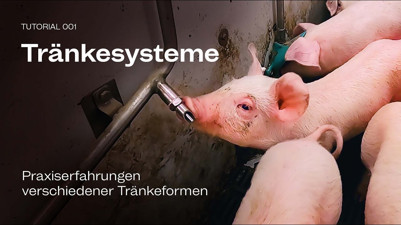 Tutorial 1: TRÄNKESYSTEME - Praxiserfahrungen bei Mastschweinen, Sauen und Ferkeln