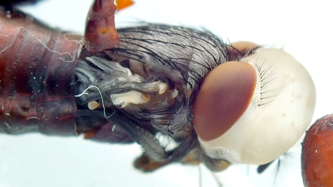 Extremely Detailed Footage of a House Fly Emerging From its Pupa !!
