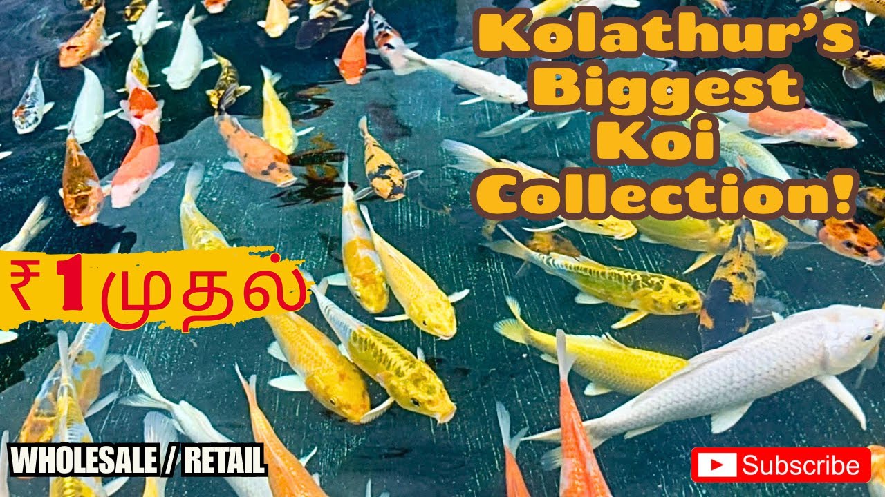 Kolathur’s Best Fish Shop | 50+ Varieties of Koi Fishes in All Sizes | சூப்பர் கோய் மீன் பண்ணை!