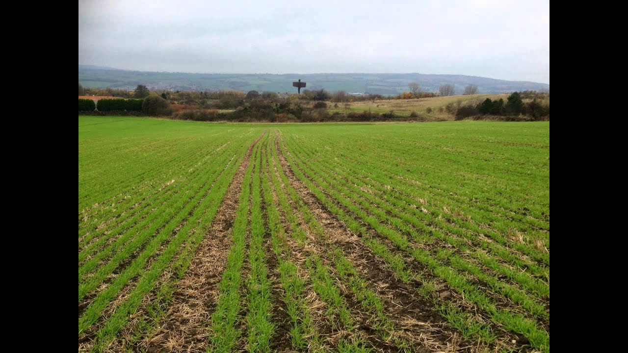 Winter wheat drilled with Sumo DTS.