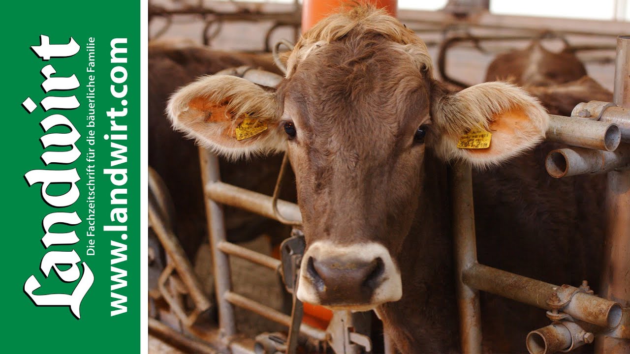 Melkrobotik bei freiem Kuhverkehr | landwirt.com