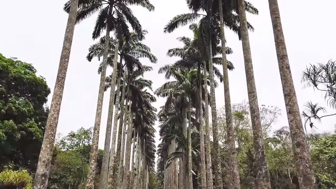 A Walk Through the Aburi Botanical Garden in Ghana - AFRICA