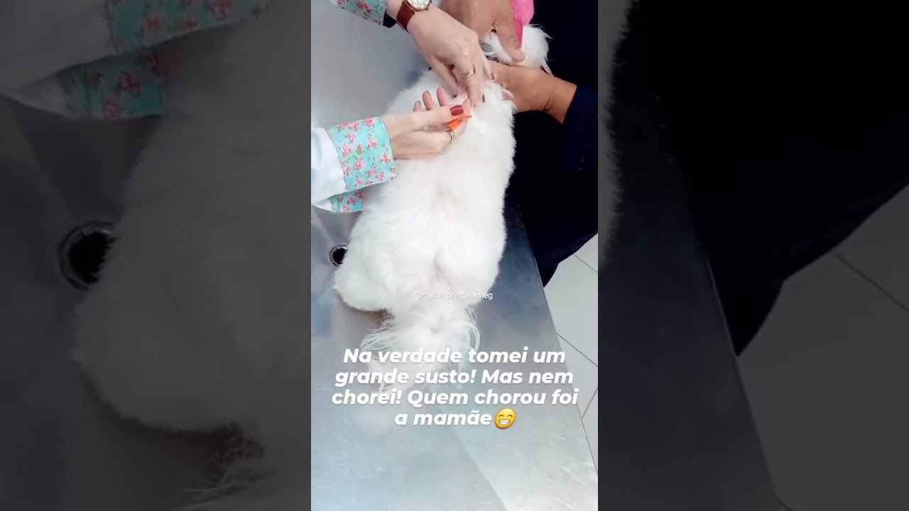 Fui microchipada                #maltes #pets #cachorro #comedia #microchip #maedepet