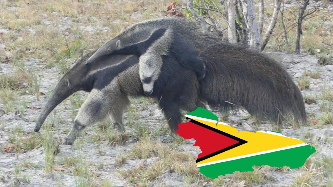 Travels in Guyana 2025 - Part 6 Wichabai