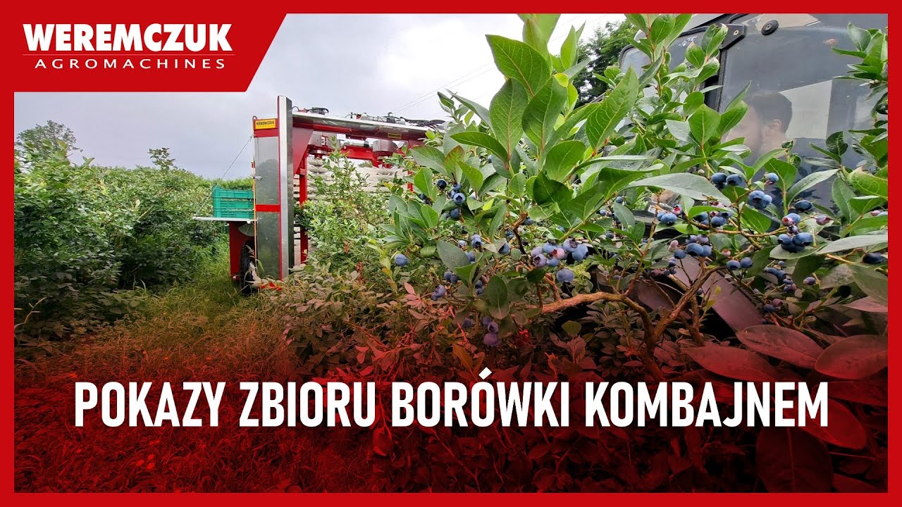 Pokazy mechanicznego zbioru borówki - sezon 2025
