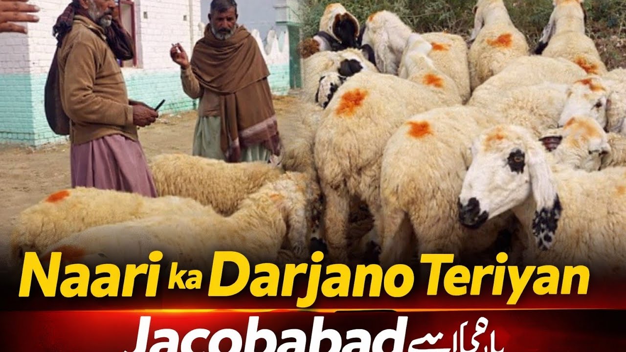 |Naari Ka  Darjano Ka Hisab Sa Teriyan Jacobabad  Mandi Se | Vlog 182 | Bakra Mandi Jacobabad 