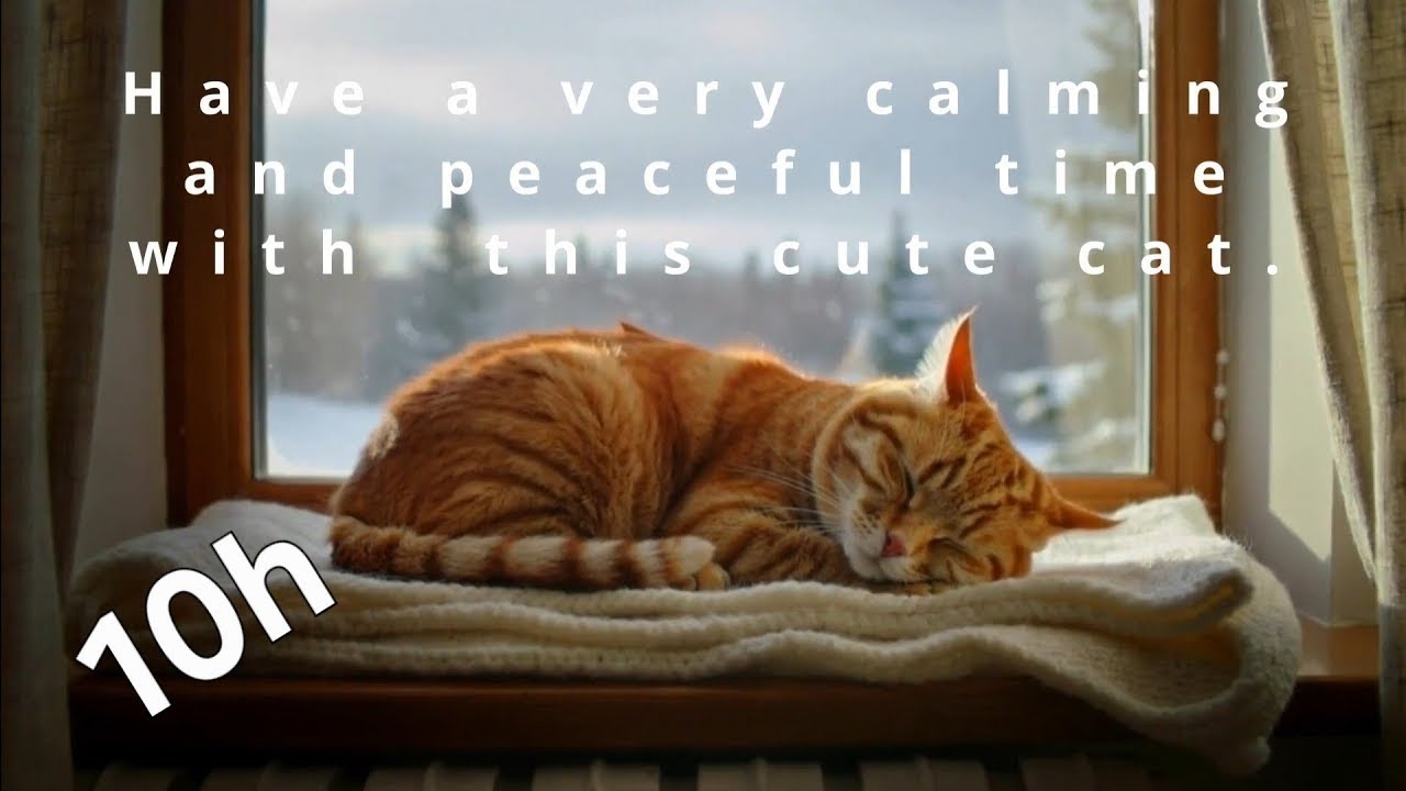 10h - Cozy Cat Purring ASMR | Deep Sleep, Relaxation & Stress Relief