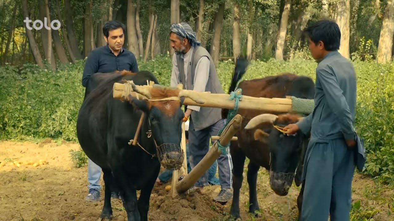 Mehman e Yaar - Season 07 - Episode 16 / مهمان یار- تهیه انواع غذا های خوشمزه با کچالو در بامیان