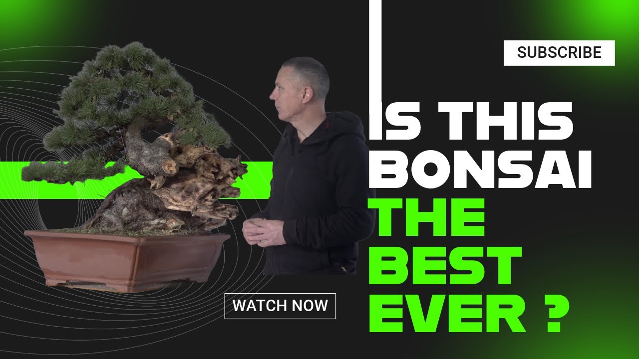 Is this bonsai the best ever?