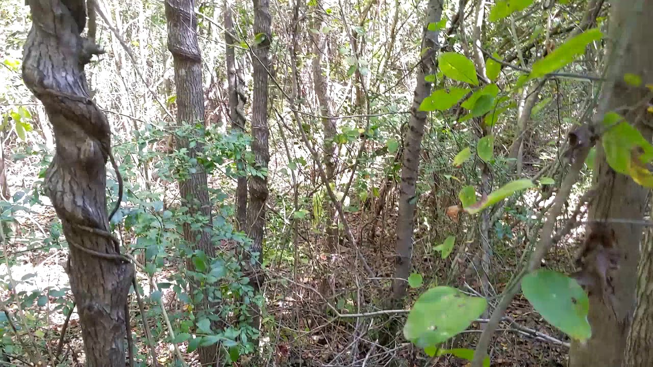 Walking Sticks.